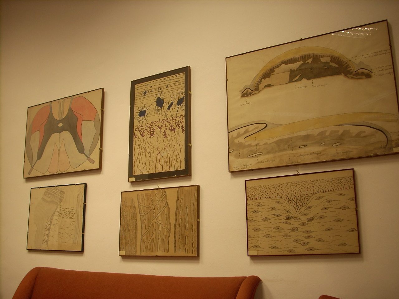 Giulio Bizzozero s histological drawings, Accademia di Medicina, Turin, Italy - 02.JPG